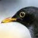 onefastmoocher's Avatar'