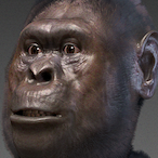 Australopiteco_'s Avatar'