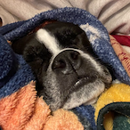 tortugahimself's Avatar'