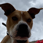 Hawk-Dad66's Avatar'