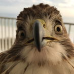 thehawkbrh's Avatar'