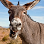 Donkey.JPG's Avatar'