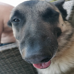 Un_Chien_Maboul's Avatar'