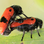 MrNijinson's Avatar'