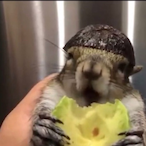 Monsster131's Avatar'