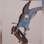 DunkBro's Avatar'