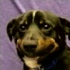 PSYYCHOT1C's Avatar'