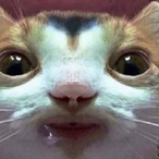 KweeHetNie's Avatar'