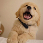 CSCAdog's Avatar'