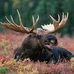 ManKisserMoose's Avatar'