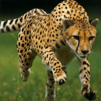 NerdyCheeta's Avatar'
