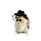 Don_Hedgehog's Avatar'