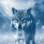 Lone.Wolves's Avatar'
