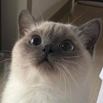 AreYouSimp.'s Avatar'