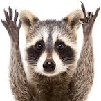 CRAZY_RACOON's Avatar'