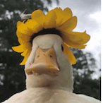 JoeTheQuack.ESE's Avatar'