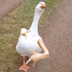 Jgui_'s Avatar'