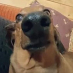 Papi__Chullo's Avatar'