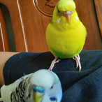 Kulooslmz's Avatar'