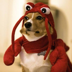 lobster.dogue's Avatar'