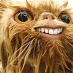Staboil's Avatar'