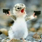 nasbrady2's Avatar'