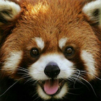 MightilyMinty's Avatar'