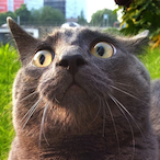 Narti.'s Avatar'