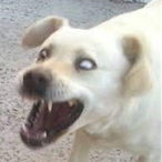 MAD_THE_DOGG's Avatar'
