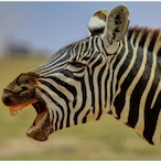 Zebra.2's Avatar'