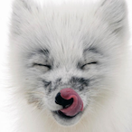 Vulpes_-_Vulpes's Avatar'