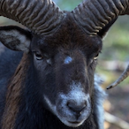 SpecialGoats's Avatar'