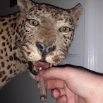 Leostarn.Rz's Avatar'