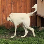 Mekodimeko's Avatar'