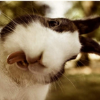 DaftNinja_Q's Avatar