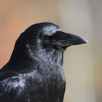 Crow278's Avatar'