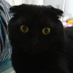 LittleCatGolden's Avatar'