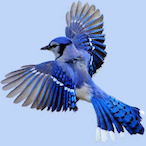 Jaybird.TXC's Avatar'