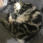 MeowLeeLey's Avatar'