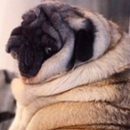 PooSlayer332's Avatar'