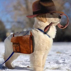 ReallyGoodDoggo's Avatar'