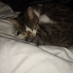 MustaheManz's Avatar'