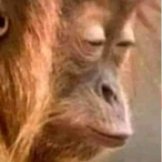 MarisolaElReal's Avatar'