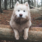 IIStarlegend's Avatar'