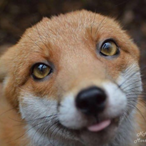 BossFox234's Avatar'
