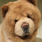 DOGGIE_BEAR's Avatar