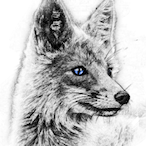 Flyer.Fox's Avatar