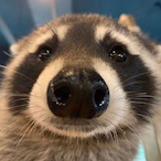 guaxinimUwU's Avatar'