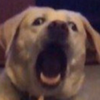 To4stedSquirrel's Avatar'