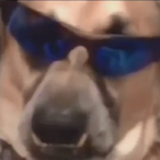 DomBomb4450's Avatar'